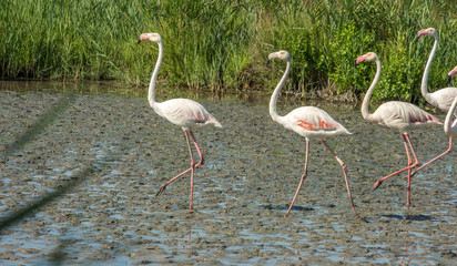Obraz premium Pink flamingos in Camargue national park in Provence, France