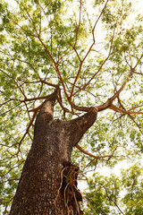 Big Tree trunk and green leaves