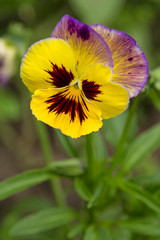 Single Flower Pansies