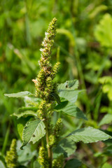 Fototapeta premium Weed and medicinal plant Amaranthus retroflexus