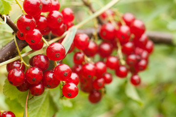 Redcurrant fruit on the bush. Harvest of ripe fluffy redcurrant. Red fruits on a green background.