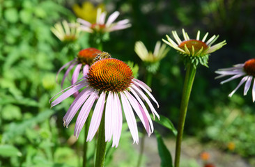 Echinacea Purpurea Flowers Flower Bed. Echinacea, hedgehog coneflower or purple coneflower.