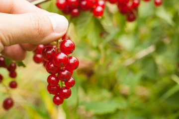 Redcurrant fruit on the bush. Harvest of ripe fluffy redcurrant. Red fruits on a green background.