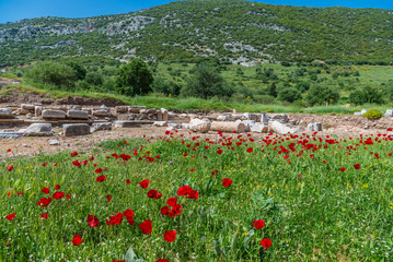 Poppy flowers at springtime at Ephesus, Selcuk, Turkey.