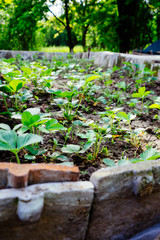 Strawberry plantation. Organic strawberry field. Landscape of strawberry garden.