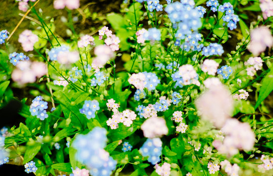 brunerra flowers in bloom close up, shallow focus