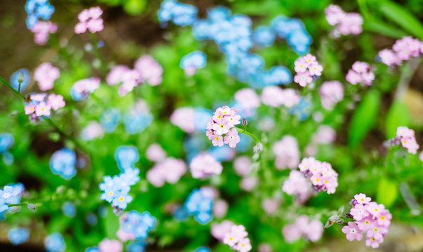 brunerra flowers in bloom close up, shallow focus