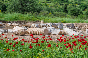 Poppy flowers and columns at springtime at Ephesus, Selcuk, Turkey.