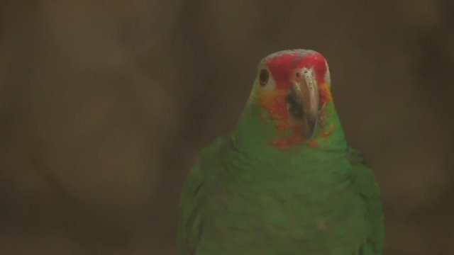 Close up of a parrot walking on a branch
