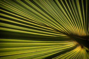 palm leaf