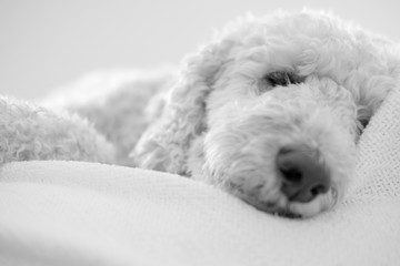 A sleeping dog