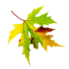 Fall beauty: colorful autumn leave. Isolated on white background :)
