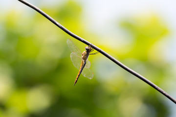 dragonfly and wire antenna