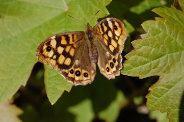 PAPILLON