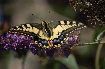 PAPILLON