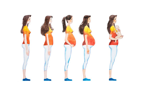 Cartoon illustration of pregnancy stages. Side view image of pregnant woman showing changes in her body