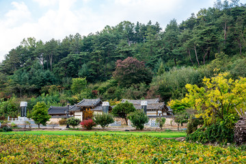 Yecheon, South Korea -  Geumgogseowon in the fall golden field.