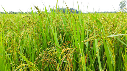 Close up of green rice field in nature background.