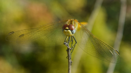 Libellule Sympétrum à nervures rouges - Sympetrum fonscolombii 