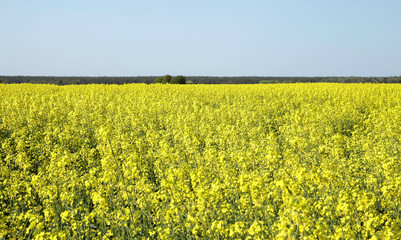 Obraz premium yellow rapeseed field