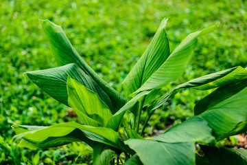 curcuma green foliage - botany and botanical backgrounds