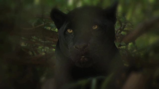 Black Panther Resting On The Shade 2