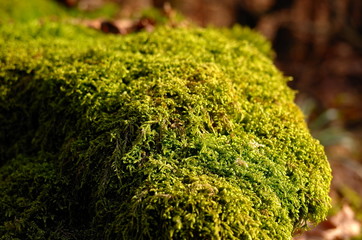 Muschio | Foresta | Bosco verde