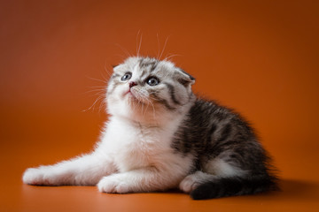 Obraz premium Cute Scottish fold bi-colour kitten lying against a orange background.