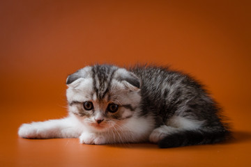 Obraz premium Cute Scottish fold bi-colour kitten lying against a orange background, one month old. 