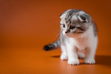 Cute Scottish fold bi-colour kitten staying four legs against a orange background, one month old.