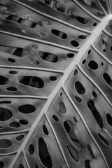 Flowers, hawaii, travel, landscape, exotic flowers, 