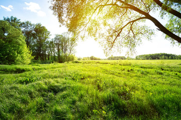 Meadow with green grass and trees under the bright sun