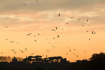 Swarm of gulls in Rome, silhouette orange sky with typical Italian trees