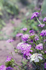 Цветы на размытом фоне.