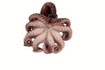 Octopus eight legs