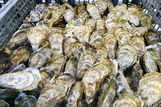 Fischmarkt in der Bretagne: Austern