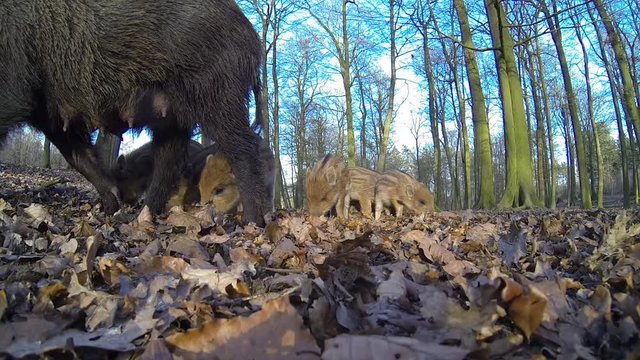 Schwarzwild, Bache mit Frischlinge fressen, vor Weitwinkel Kamera, Actioncam, Gopro, 