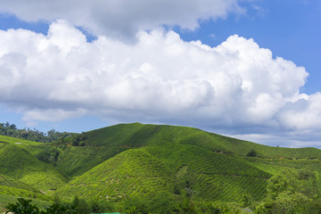 Obraz premium Tea plantation in noon