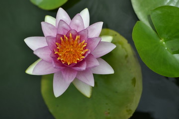 Lotus colorful