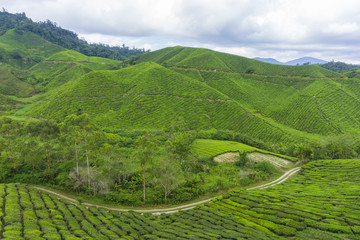 Fototapeta premium Beautiful scenery of tea plantation at Cameron Highlands, Pahang, Malaysia