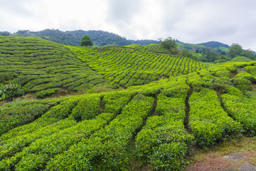 Fototapeta na wymiar Beautiful scenery of tea plantation at Cameron Highlands, Pahang, Malaysia