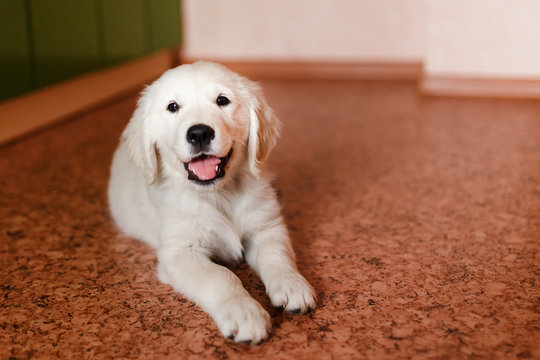 young puppy of a Golden Retriever Labrador retriever performs a command to lie and smiles. Concept of the contents of the dog house apartment, training.
