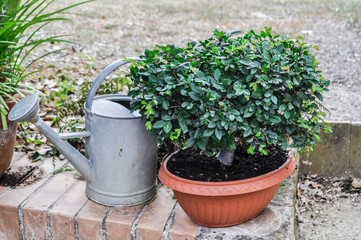 small bonsai plant with metal annaffiatio