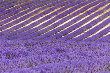 Fototapeta na wymiar lavender fileds, valensole, france, provence, lavender flowers