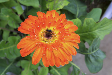 close up, flower with blurred background