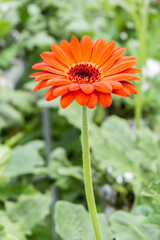 close up, flower with blurred background