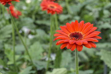 close up, flower with blurred background