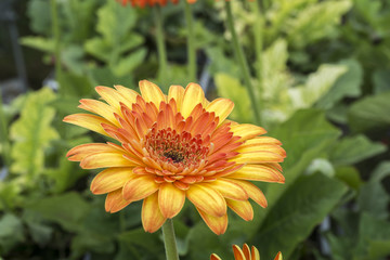 close up, flower with blurred background