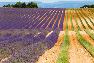 lavender fileds, valensole, france, provence, lavender flowers