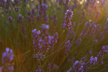 lavender fileds, valensole, france, provence, lavender flowers